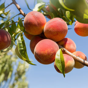 Pêcher Amsden - Willemse