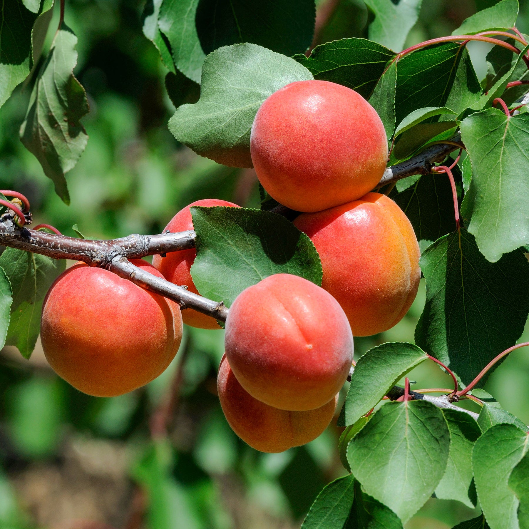 Abricotier Pêche De Nancy - Prunus armeniaca Pêche de Nancy - Willemse