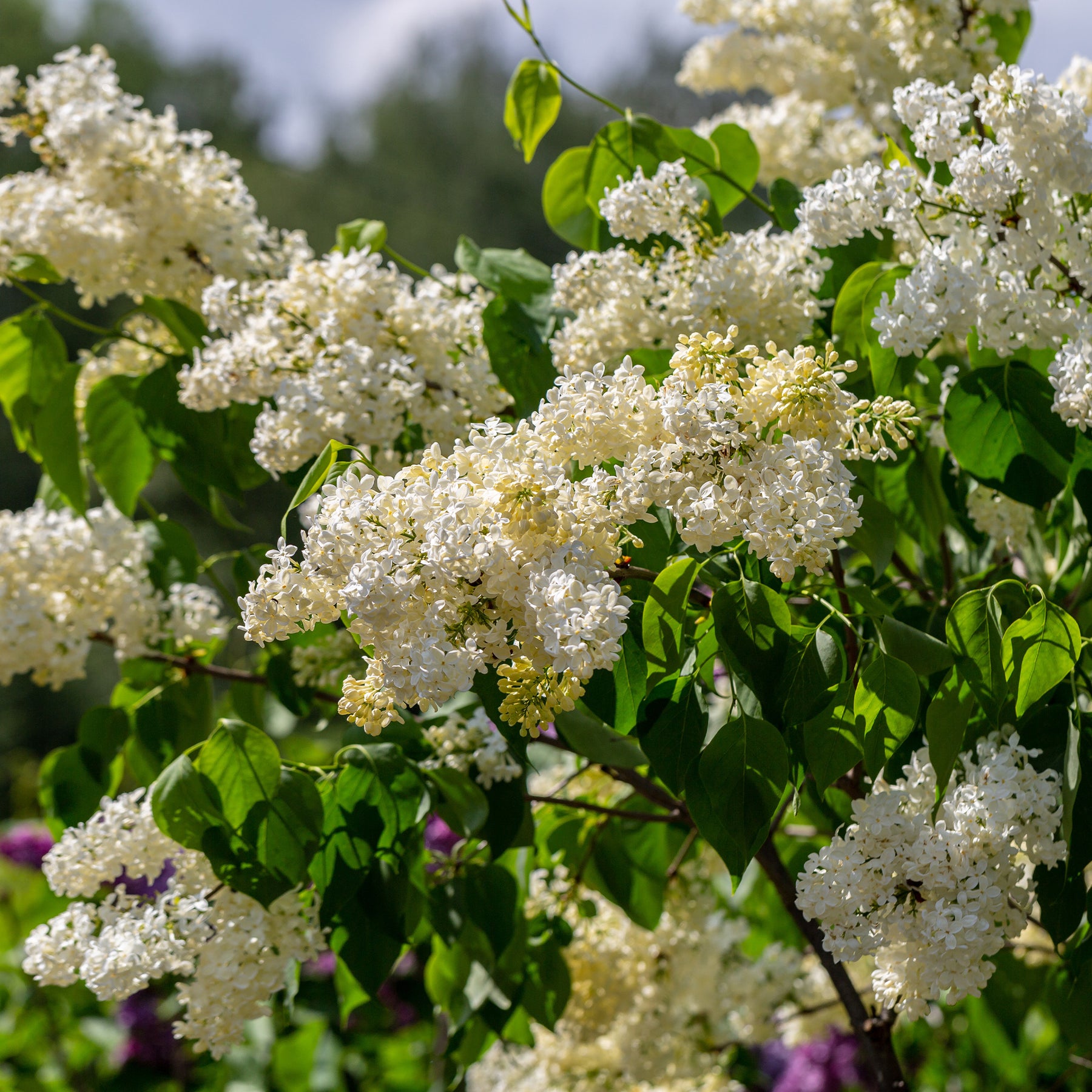 Lilas jaune - Syringa vulgaris Primrose - Willemse