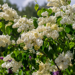 Lilas jaune - Syringa vulgaris Primrose - Willemse