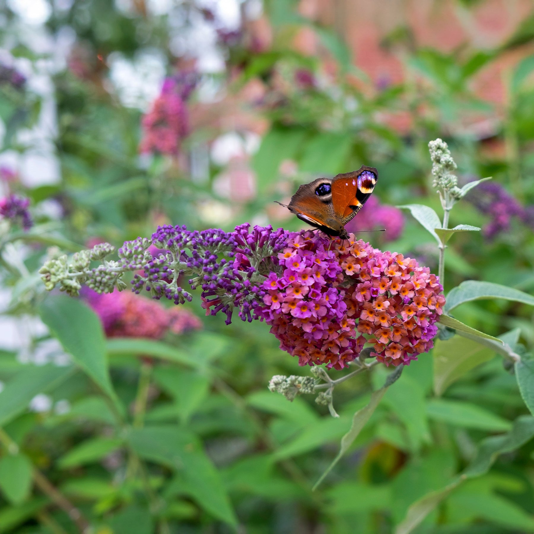 Arbre à papillons Flower Power - Willemse