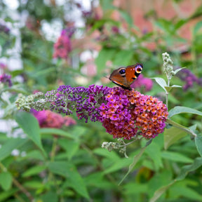 Arbre à papillons Flower Power - Willemse