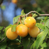 Prunier Mirabelle de Nancy - Mirabellier - Willemse