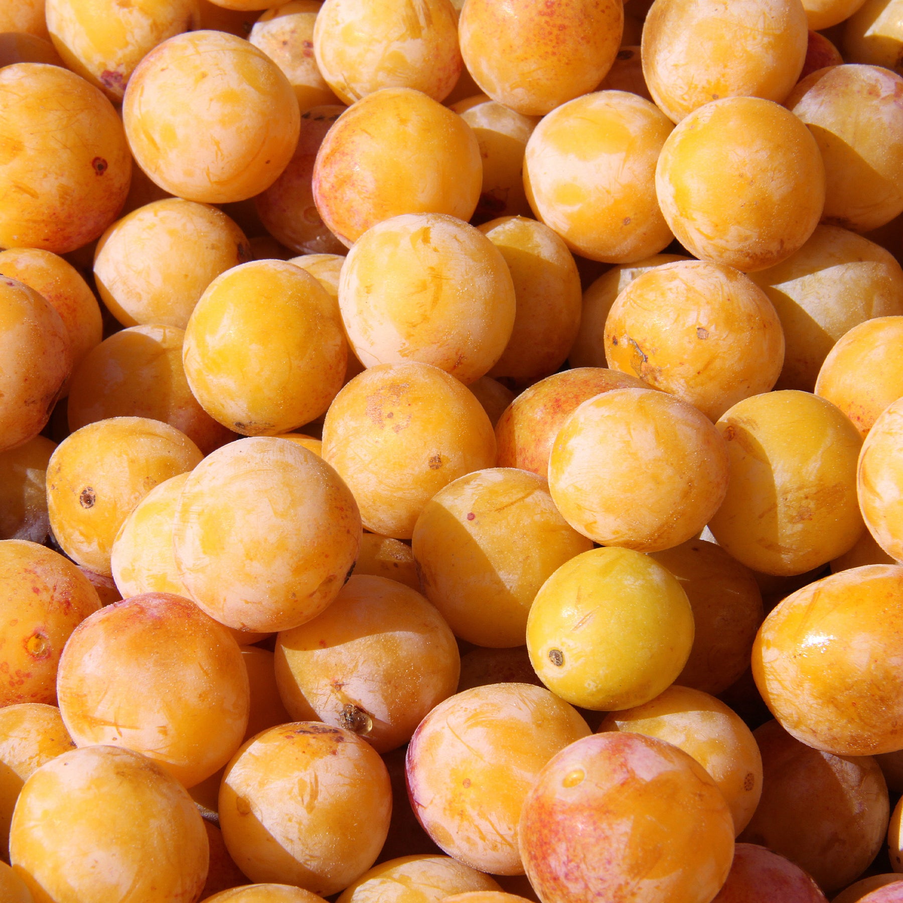 Prunus domestica Mirabelle de Nancy - Prunier Mirabelle de Nancy - Mirabellier - Prunier