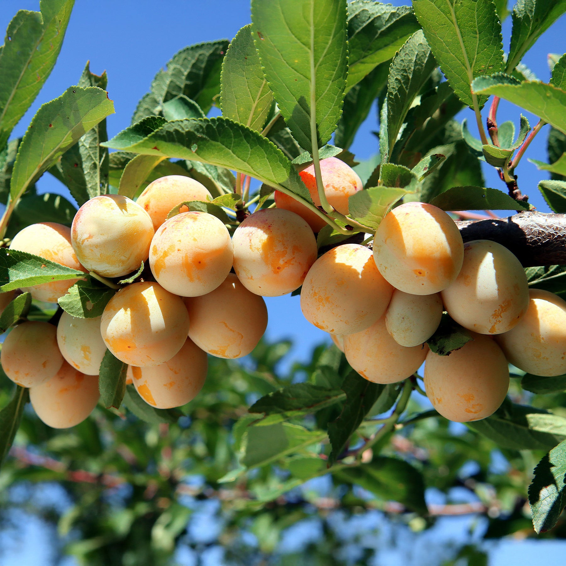 Prunier - Prunier Mirabelle de Nancy - Mirabellier - Prunus domestica Mirabelle de Nancy