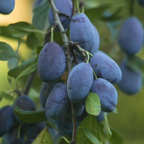Prunier - Prunier Quetsche d'Alsace - Prunus domestica Quetsche d'Alsace