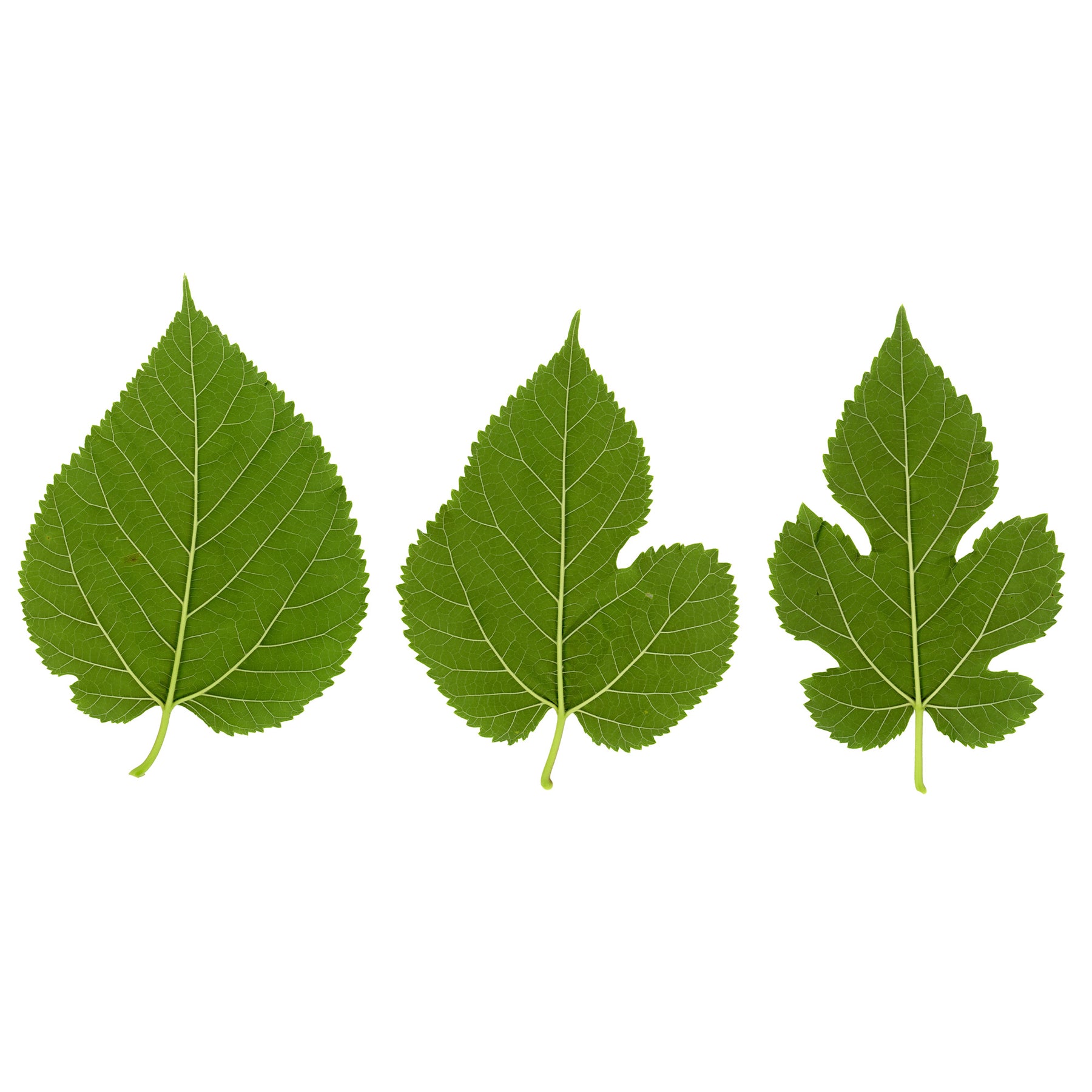 Mûrier à grandes feuilles - Morus alba Macrophylla - Willemse