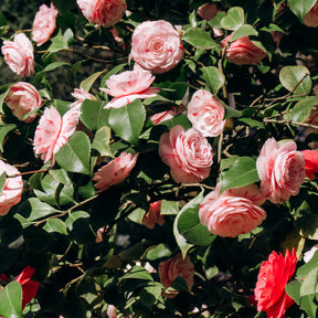 Camélia du Japon bicolore - Camellia japonica william bartlett - Willemse