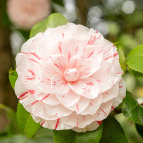 Vente Camélia du Japon bicolore - Camellia japonica william bartlett