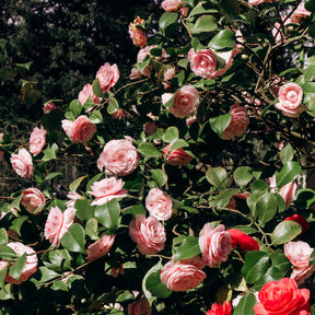 Camellia japonica william bartlett - Camélia du Japon bicolore - Camélias