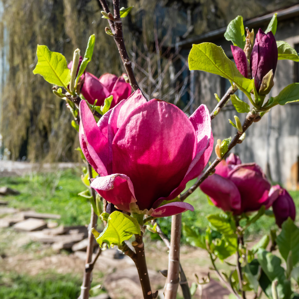 Magnolia Genie - Willemse