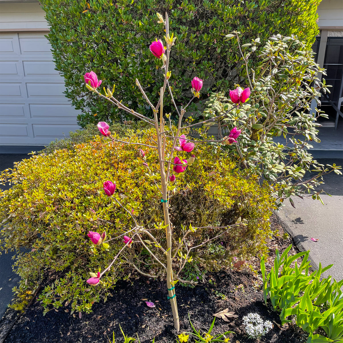 Magnolia Genie - Magnolia Genie - Willemse