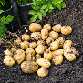 25 Pommes de terre Blanche Bio - Willemse