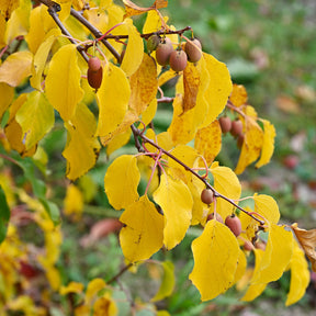 Actinidia Kiwi - Couples de Kiwis rouges Weiki ® mâles et femelles - Actinidia arguta Weiki ®
