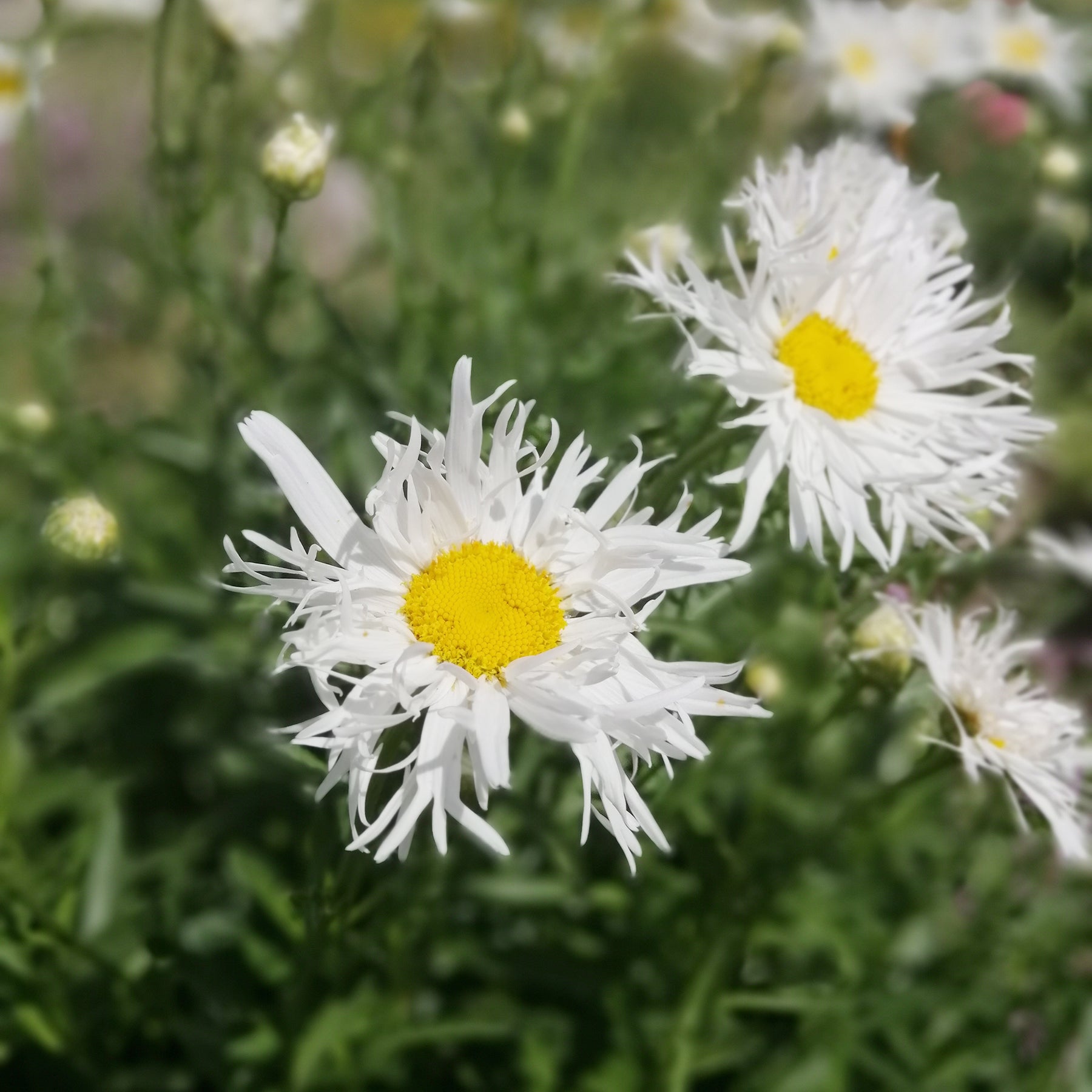 3 Marguerites d'été Old Court - Willemse
