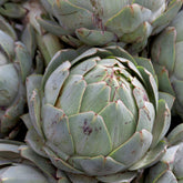 Cardon Vert Vaulx Velin - Willemse