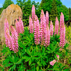3 Lupins roses