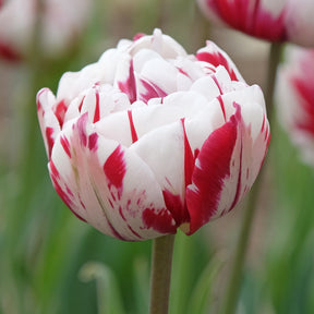 10 Tulipes à fleurs de pivoine Carnaval de Nice