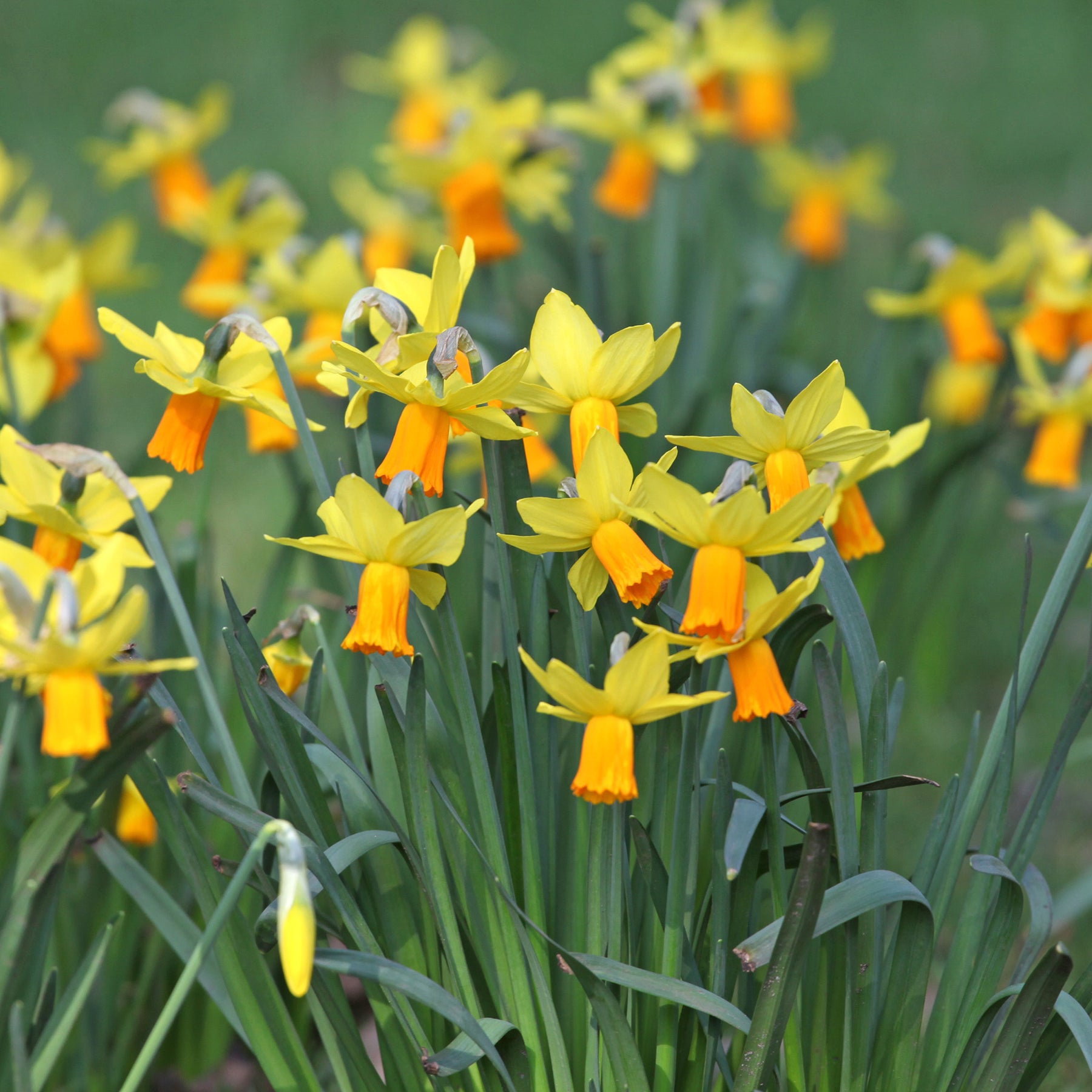 5 Mini-narcisses Jetfire - Willemse