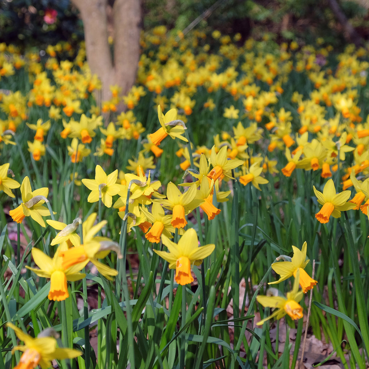 5 Mini-narcisses Jetfire - Narcissus cyclamineus Jetfire - Willemse