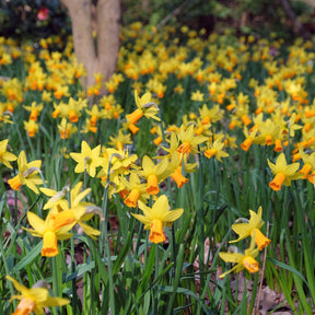 5 Mini-narcisses Jetfire - Narcissus cyclamineus Jetfire - Willemse