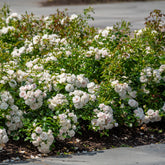 Rosier à massif Iceberg - Willemse