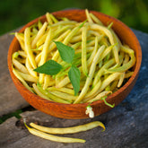 Haricot beurre nain Fructidor