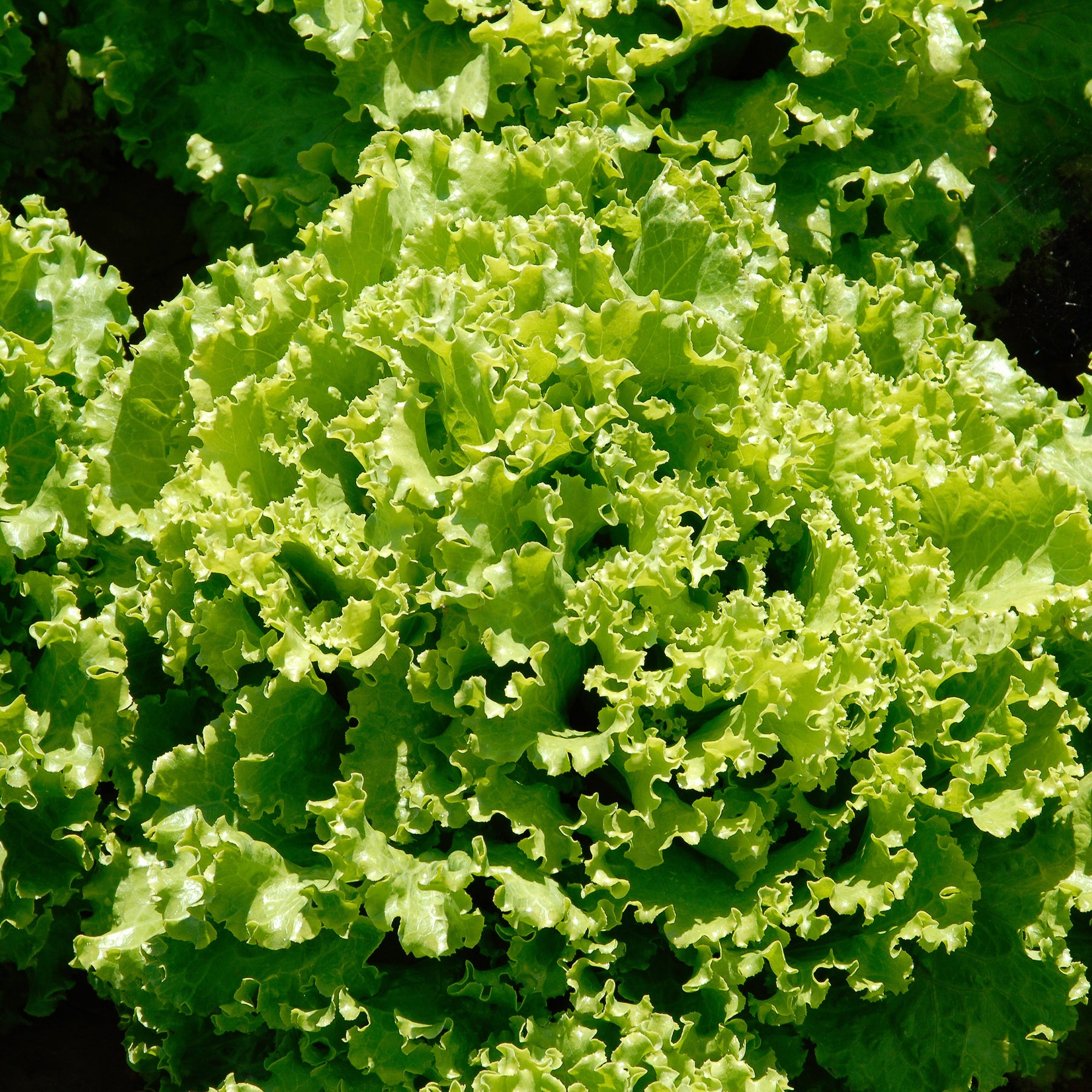 Laitue batavia Florine - Lactuca sativa capitata florine - Willemse