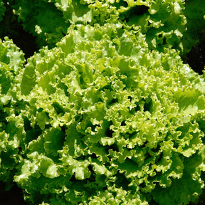 Laitue batavia Florine - Lactuca sativa capitata florine - Willemse