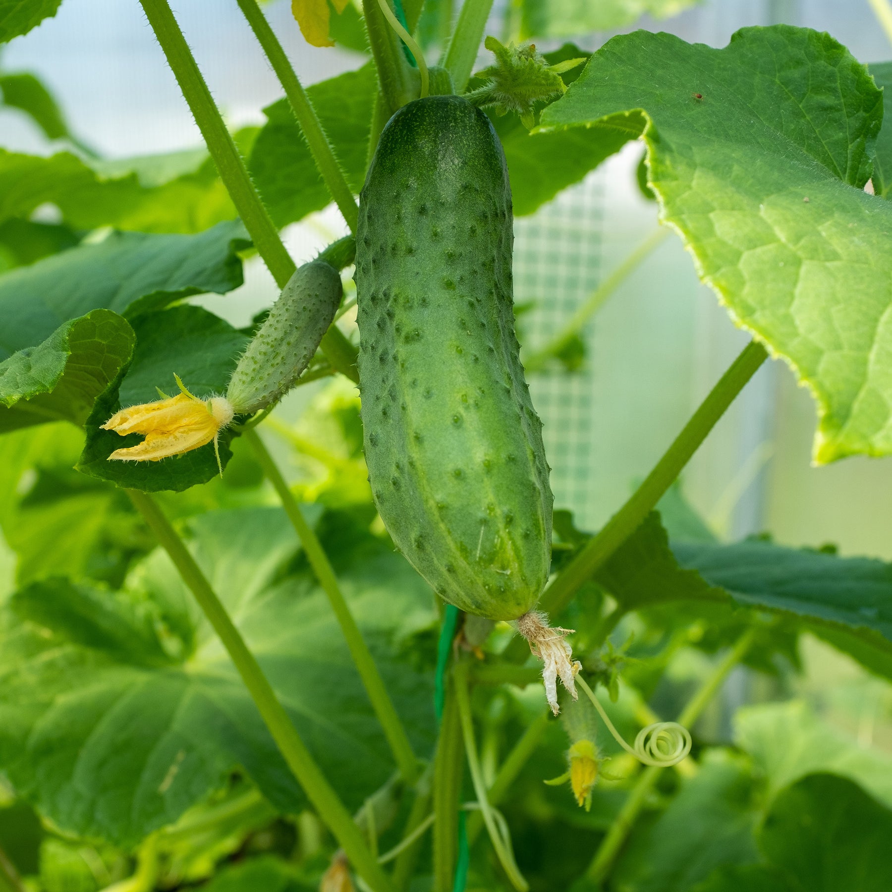 Cucumis sativus regal - Cornichon Regal F1 - Cornichons