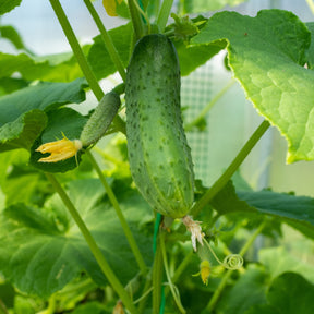 Cucumis sativus regal - Cornichon Regal F1 - Cornichons