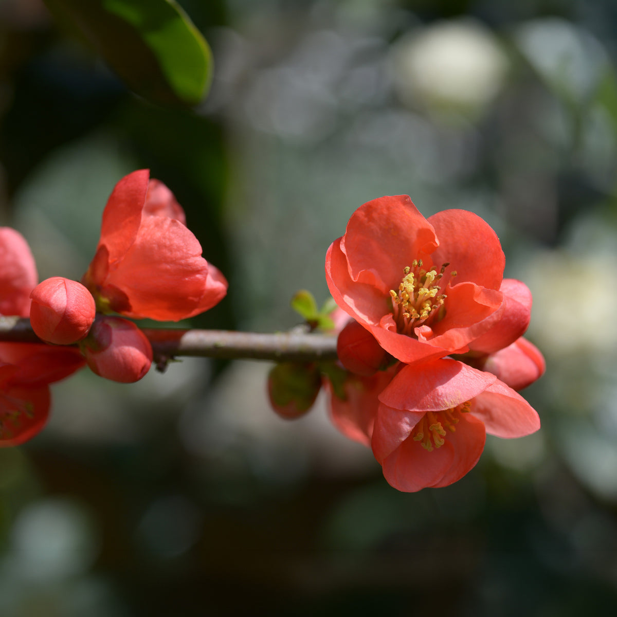 Cognassier du Japon Cido - Chaenomeles japonica Cido - Willemse
