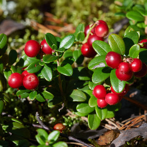 Airelle rouge Miss Cherry ® - Vaccinium vitis idaea miss cherry ® (meliro) - Willemse