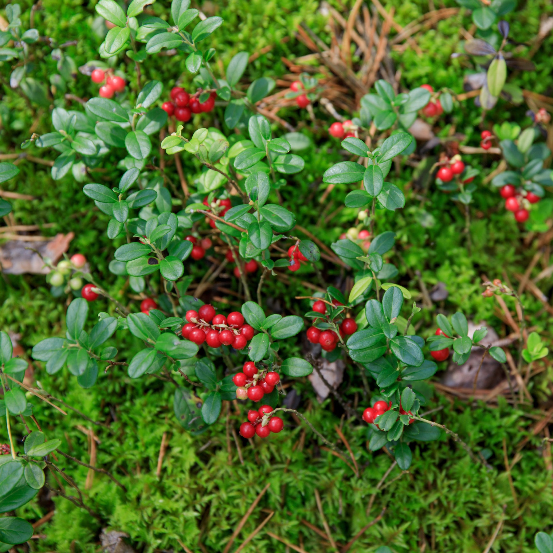 Vaccinium vitis idaea miss cherry ® (meliro) - Airelle rouge Miss Cherry ® - Fruitiers originaux
