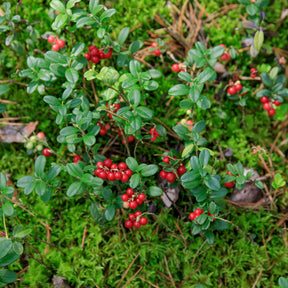 Vaccinium vitis idaea miss cherry ® (meliro) - Airelle rouge Miss Cherry ® - Fruitiers originaux