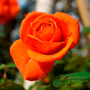 Rosier buisson orange