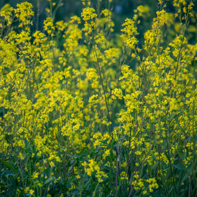 Sinapis alba - Moutarde blanche - Graines de fleurs