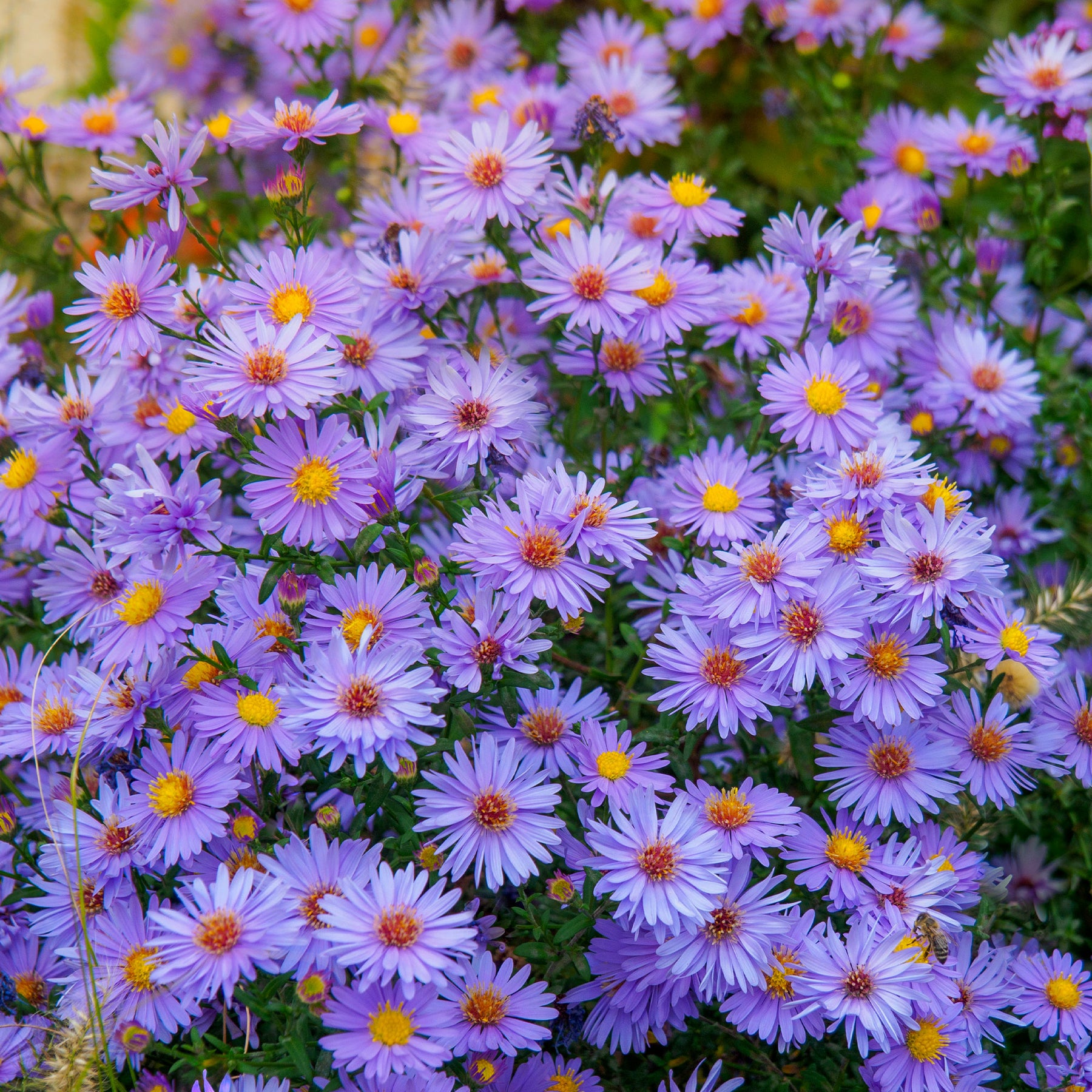 Aster wood's light blue - 3 Asters Wood's light blue - Aster