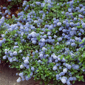 Céanothe Repens - Plante Vivace à Fleurs Violettes - Persistante - Pot 17 Cm, Hauteur 60-70 Cm - 11