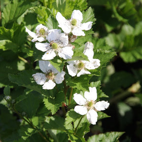 Mûrier Reuben - Rubus fruticosus reuben® - Willemse