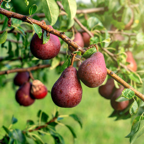 Poirier William's rouge - Willemse