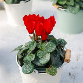 3 Cyclamens rouges - Willemse