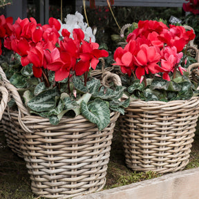 3 Cyclamens rouges - Cyclamen super série - Willemse
