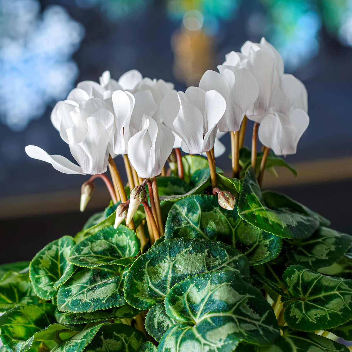 3 Cyclamens blancs - Willemse