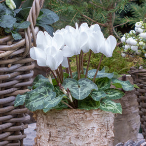 Cyclamen super série - 3 Cyclamens blancs - Cyclamen