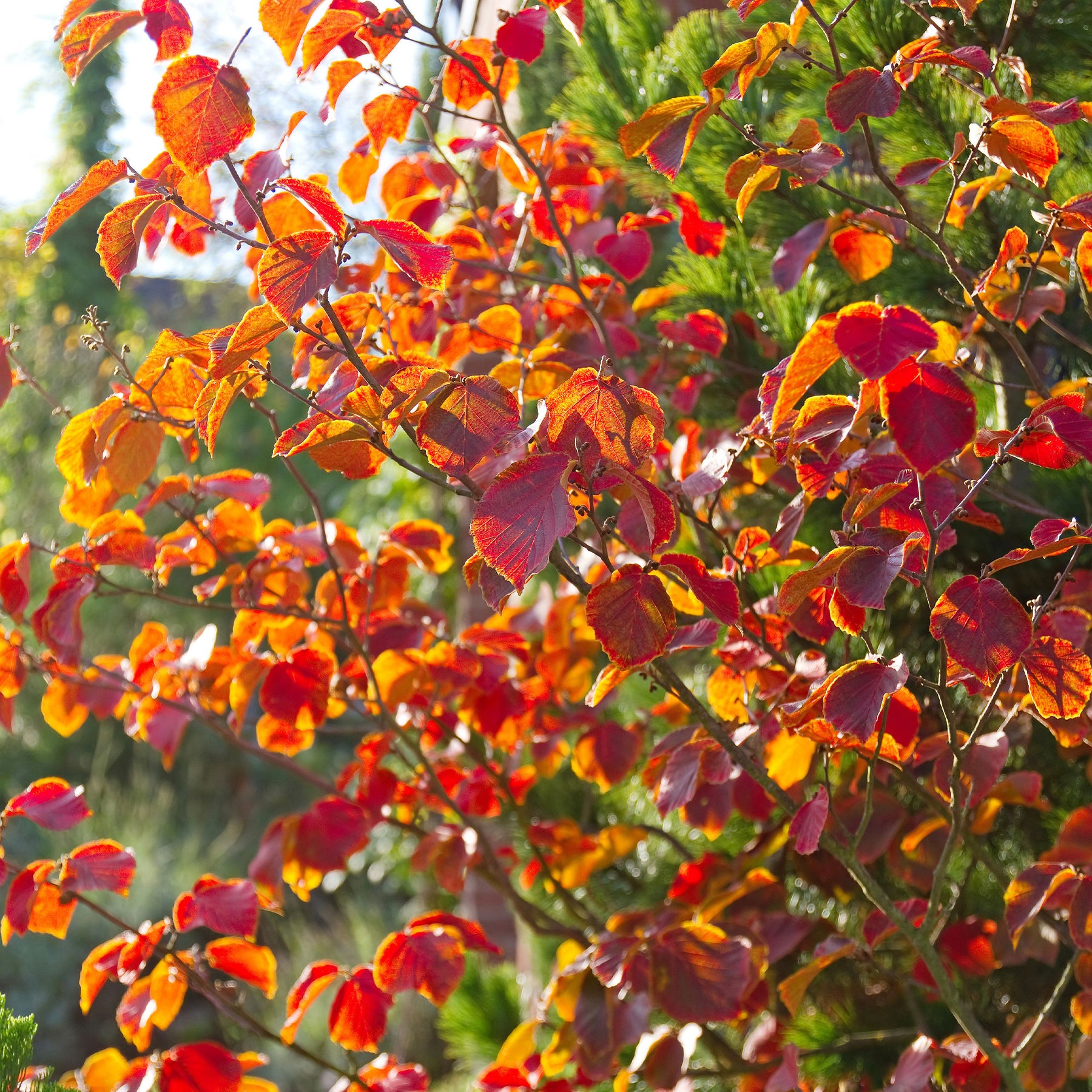 Hamamélis - Hamamélis de Chine - Hamamelis mollis