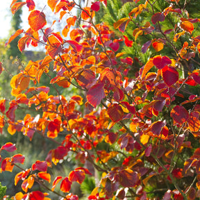 Hamamélis - Hamamélis de Chine - Hamamelis mollis