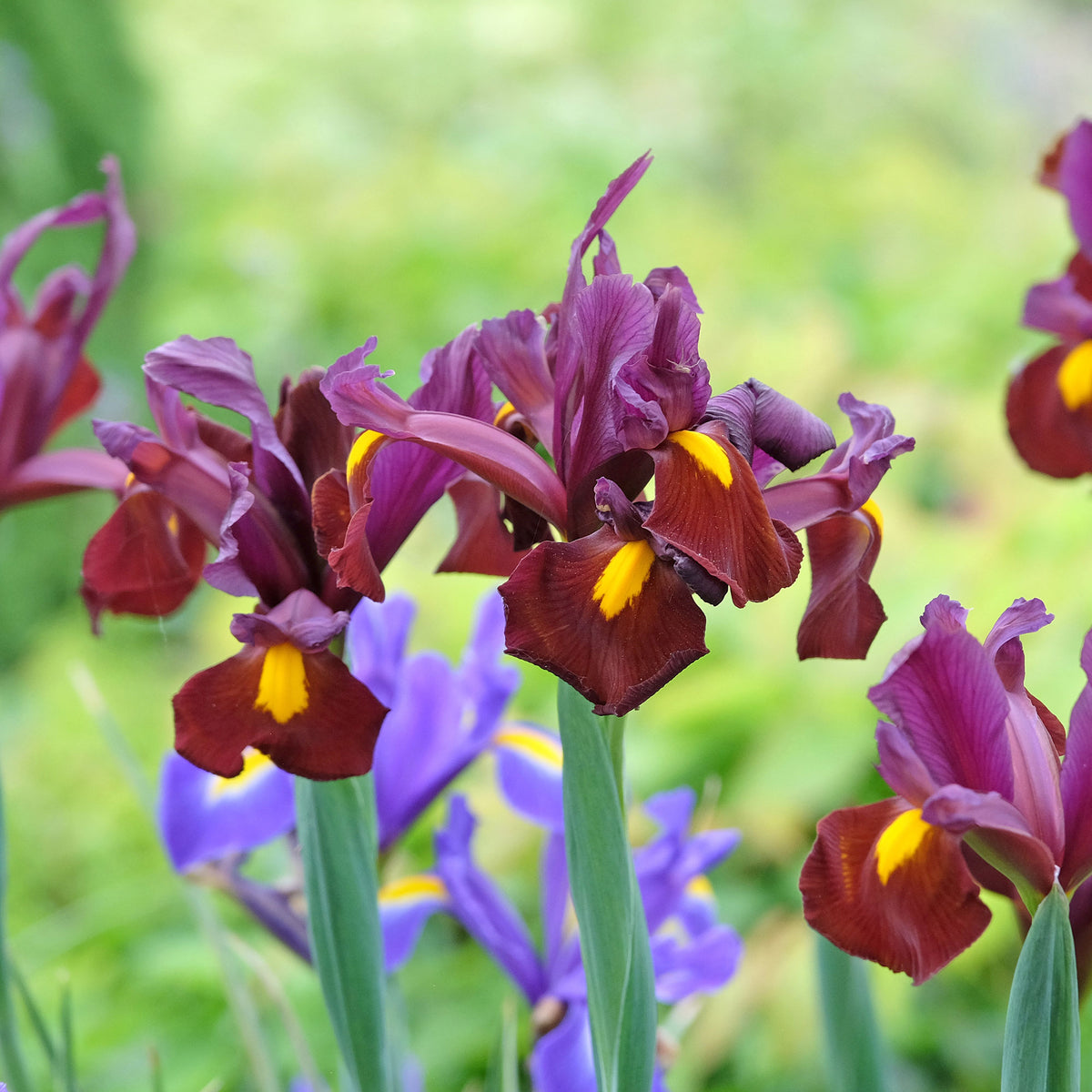 20 Iris de Hollande Red Ember - Iris hollandica Red Ember - Willemse