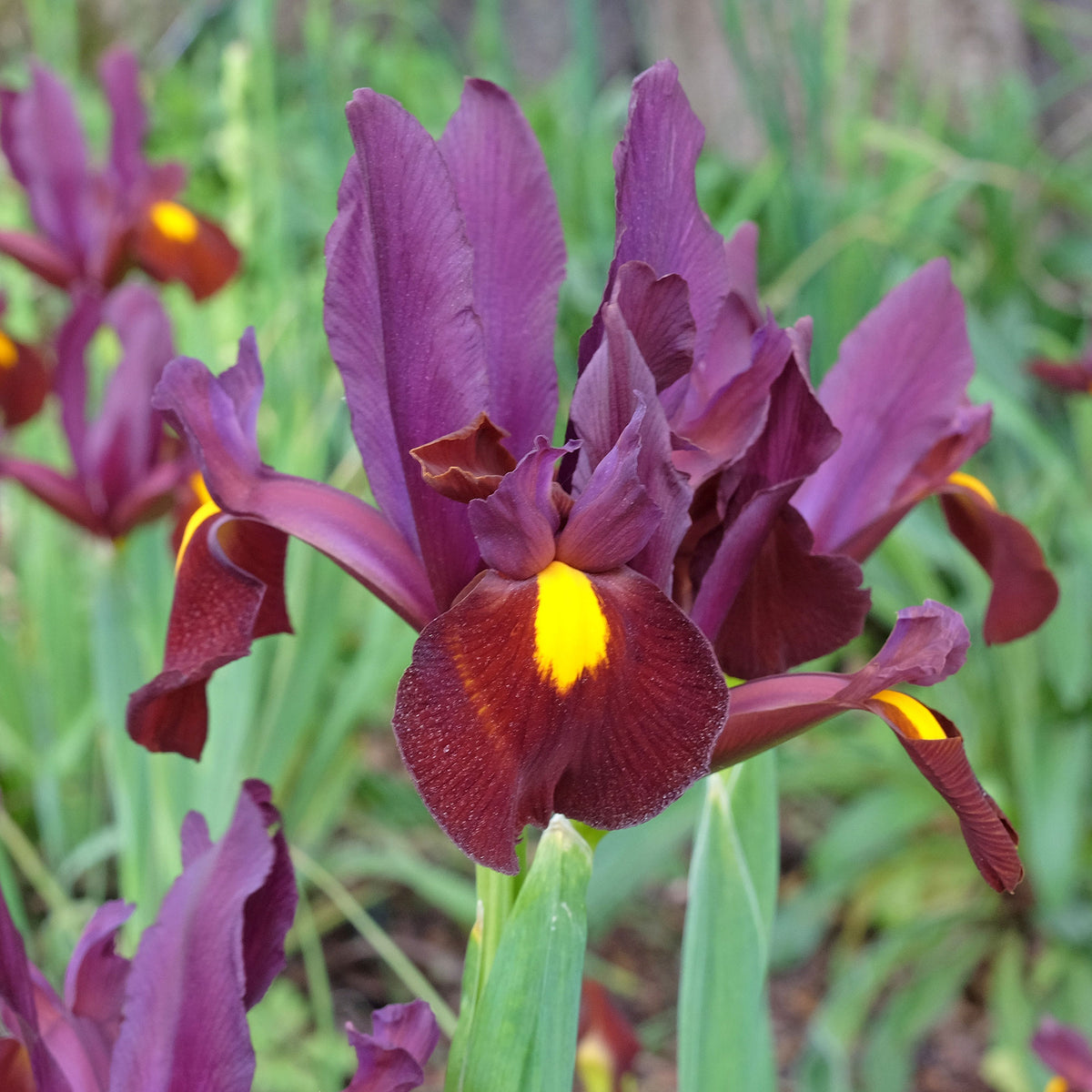 20 Iris de Hollande Red Ember - Iris hollandica Red Ember - Willemse