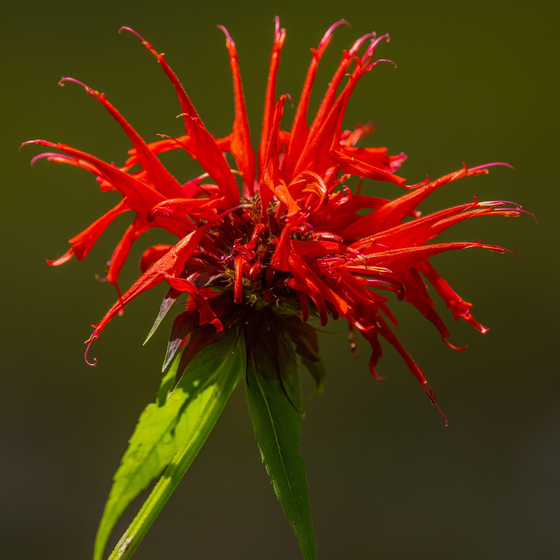 2 Monardes Boule de feu